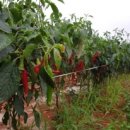 윤기농장 이미지