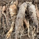 더덕이네 이미지