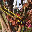 그늘막60 이미지