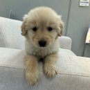 곡성-045 | 곡성강아지무료분양 과연있을까?