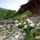 의령 수도사 석탑 및 승탑군 | 역사가 쉼 쉬고 있는 아름다운 의령의 수도사를 가다