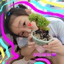 들꽃다육식물 이미지