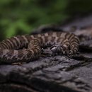 까치인터넷 이미지