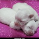 아기강아지 이미지