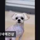 안정순환로172번길 | (평택, 강아지, 고양이, 애견미용, 추천!) 쑝이네애견샵 평택 쑝이네애견샵, 스트레스 없는 미용