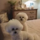 강남애견백화점 이미지