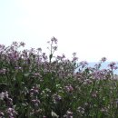 지리해수욕장 이미지