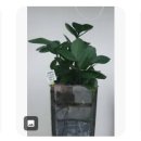 반려식물키우기 이미지