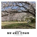 삼랑진발전처 | 부산 근교 밀양 벚꽃놀이 명소 삼랑진 안태공원 실시간 개화 만개 현황, 피크닉 비추천