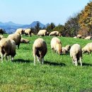 솔밭목장 이미지