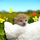 동물보육원 용인지부 이미지