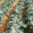 순겸농장 이미지