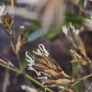 송이다방 이미지