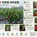 정기농약사 | 고추 장마철 핵심관리 방법