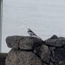 (1월) 제주도 탐조 여행 후기
