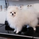 화이트폼 이미지