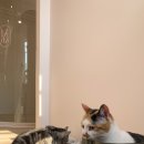 에어묘앤비 이미지