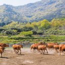 들녘한우 이미지