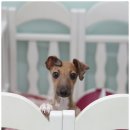 견우애견 이미지