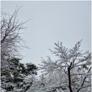 눈 오는 날 분위기 최고였던 군포 야외 맛집 솔향기 항아리 바베큐 식당 후기