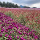 도봉-도봉-서울도봉-2138 | [양주 가볼만한곳] 2023년 양주나리공원 천일홍 꽃 축제 (뚜벅이로 이용하기)