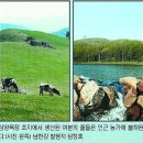 도레미 목장 Daum카페
