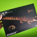 사르코수쿠스 이미지