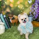 예쁘개 편안하개 이미지