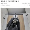 의도치 않게 강아지 학대 이미지