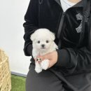 야옹아 멍멍해봐 삼각점 이미지