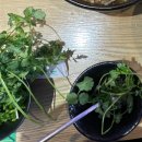 백철판(건대점) | [맛집 추천] 한국식으로 즐기는 중국의 정통 맛집 “백미원 건대점” 내돈내산 후기