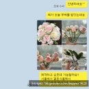 부산 부케말리기 선물 [오버리히트] 신부에게 감동선물하기