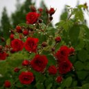 장미의거리8 이미지