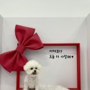 애견랜드 | 안산 고잔동 실내 애견카페 &lt;멍스랜드&gt; 후기