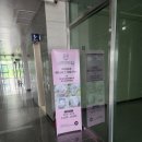 세종돼지 이미지