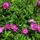 청남농원 이미지