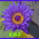 꽃티나