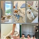 어썸테일즈 이미지