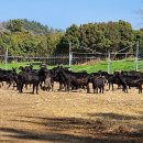 약산농장 이미지