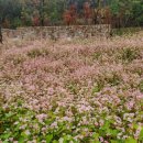 코스모스와 메밀가든 이미지