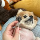 댕그라밍 네이버블로그