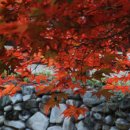 숲속에 아침 이미지