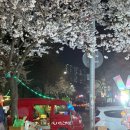 대전 정림동 벚꽃축제 서구 벚꽃명소 추천 먹거리 주차장 후기