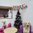 새벽두시 | 경기 광주 새벽 두시까지 운영하는 대형 애견카페 추천!