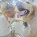 사랑할개 이미지