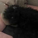 금평 보금자리 애견미용텔 이미지