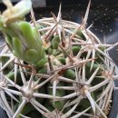 Gymnocalycium castellanosii subs.ferocious 이미지