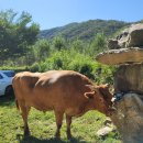 지축농장 이미지