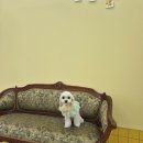 허니도그 이미지