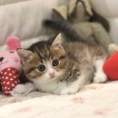 마포고양이도레미캣 이미지